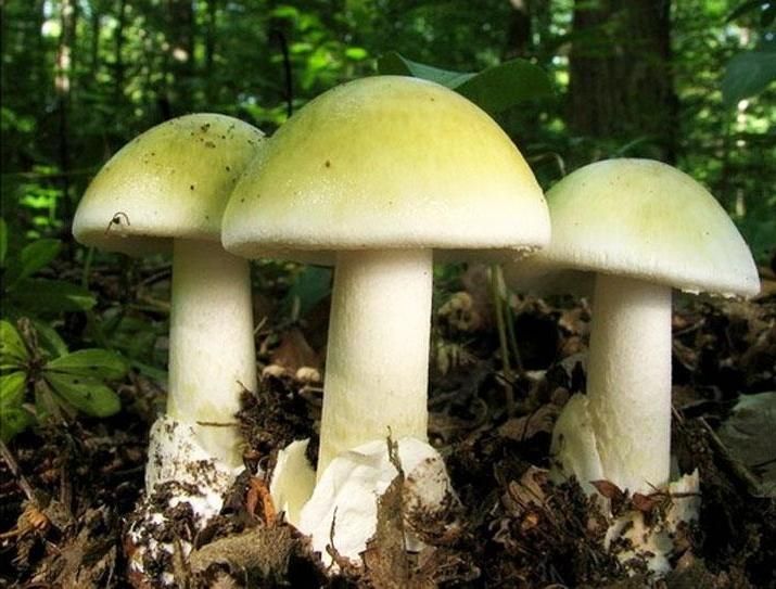 Обабок дальневосточный: описание вида и где растет, фото