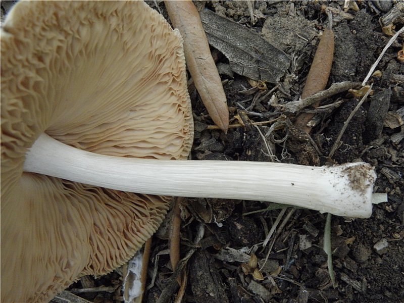 Благородный Pluteus petasatus