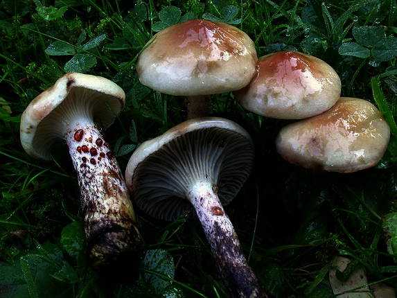 Gomphidius maculatus - Опис гриба, где растет, Подібні види, фото ????.