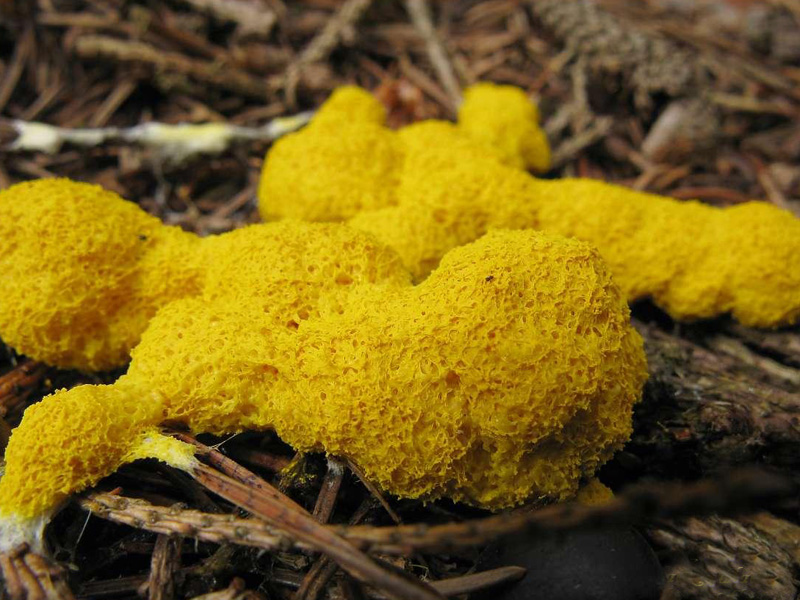 Fuligo septica