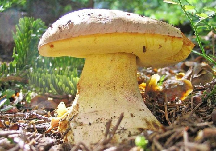 Белый еловый гриб, преимущества и опасности