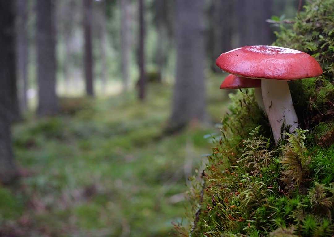 Russula paludosa