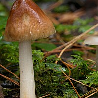 Загорелый поплавок (Amanita fulva)