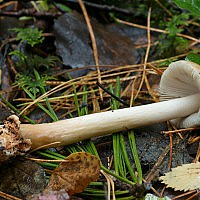 Amanita fulva