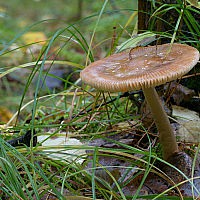 Amanita fulva