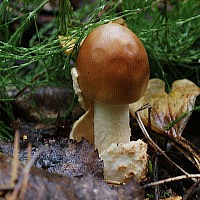 Тоуни фульва (Amanita fulva)