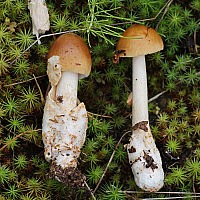 Тоуни фульва (Amanita fulva)