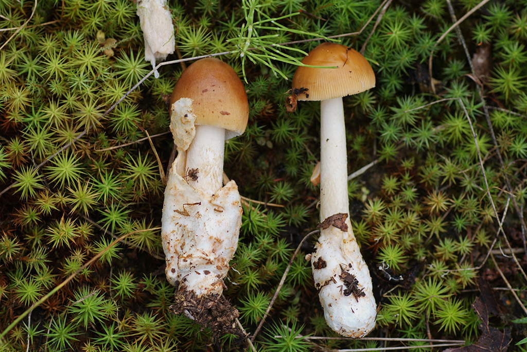 Фритиллярия фульва (Amanita fulva)