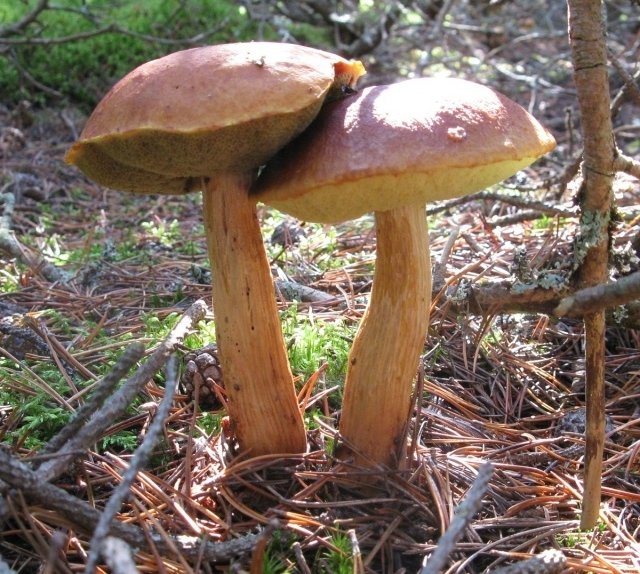 Boletus projectellus (Aureoboletus)