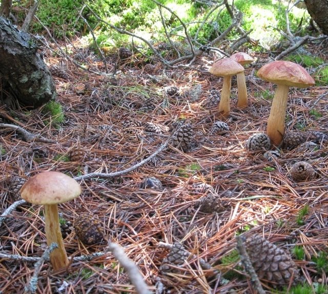 Aureoboletus projectellus (золотой боровик)