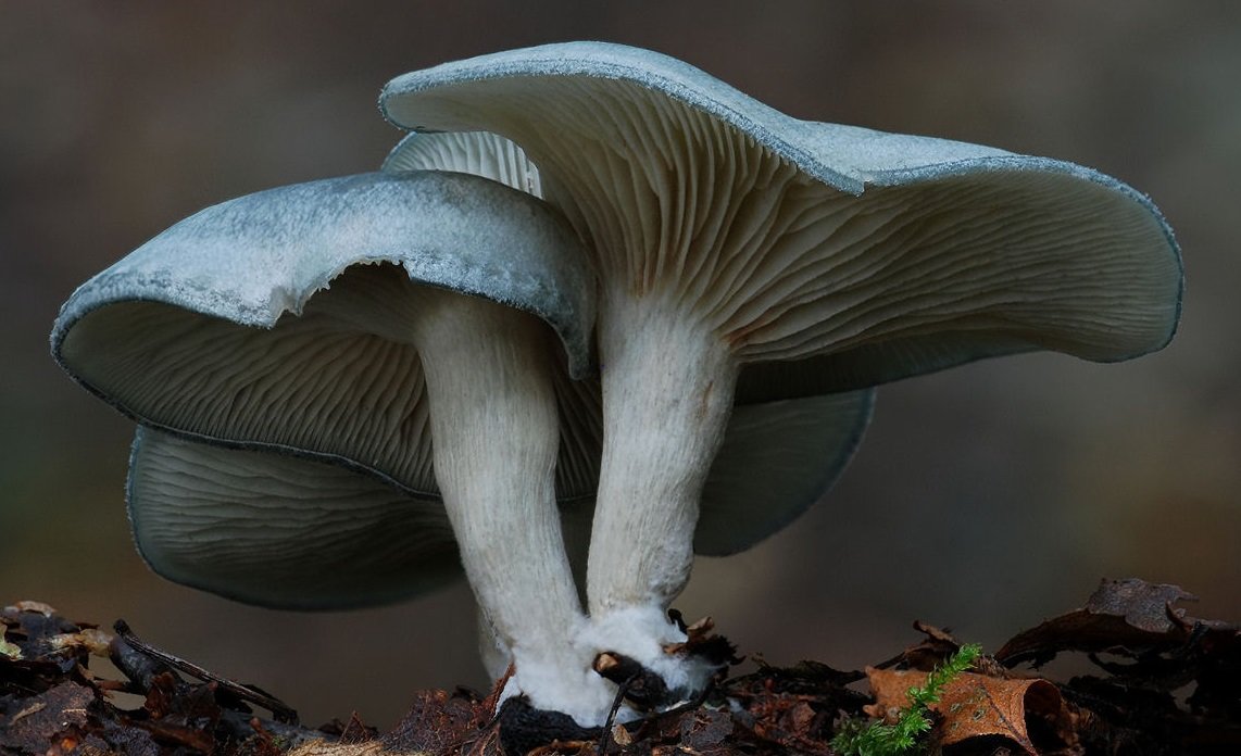 Clitocybe odora фото и описание