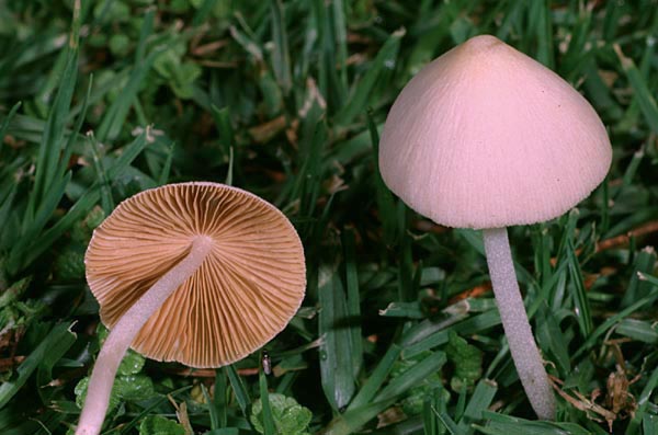 Молочай (Conocybe lactea) фото и описание