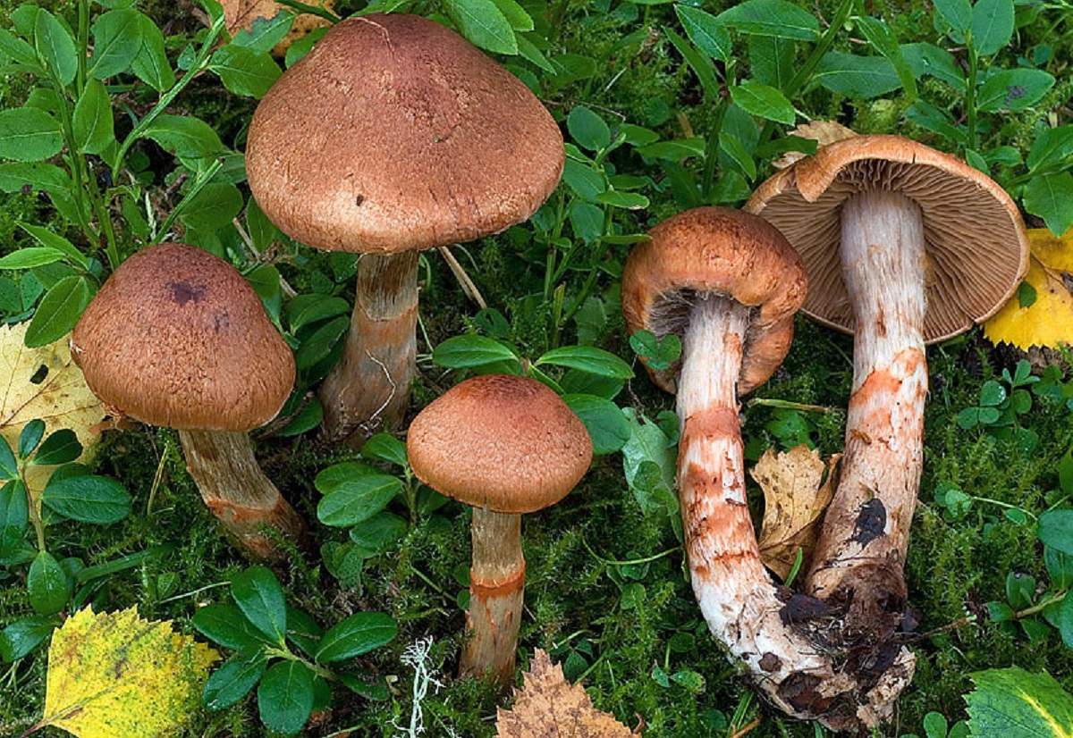 Браслет из паутины
