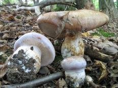 Cortinarius balteatocumatilis