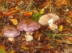 Cortinarius balteatocumatilis