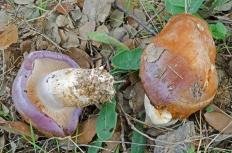 Cortinarius balteatocumatilis