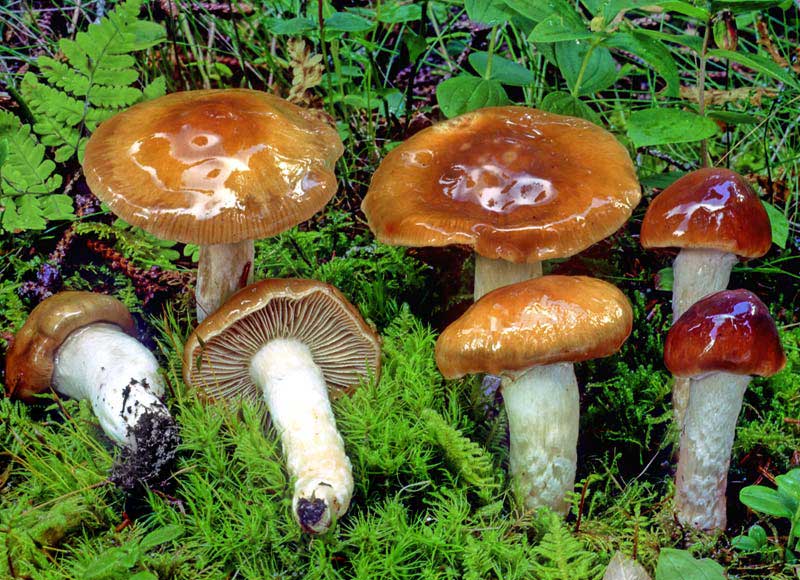 Фотографии и описание Cortinarius mucifluus (муцилагиновый паутинник)