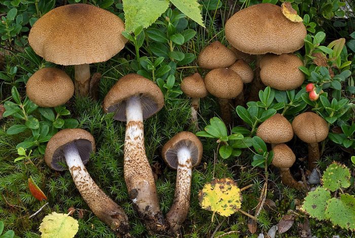 Паутинник: описание вида и места произрастания, фото