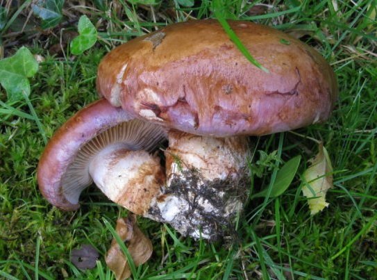 Синеглазый паук (Cortinarius balteatocumatilis)