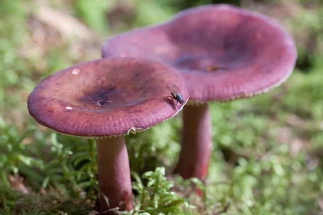 Коричневый гриб|Все, что нужно знать о Russula xerampelina