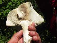 Leucopaxillus lepistoides - Толстянка желудевая
