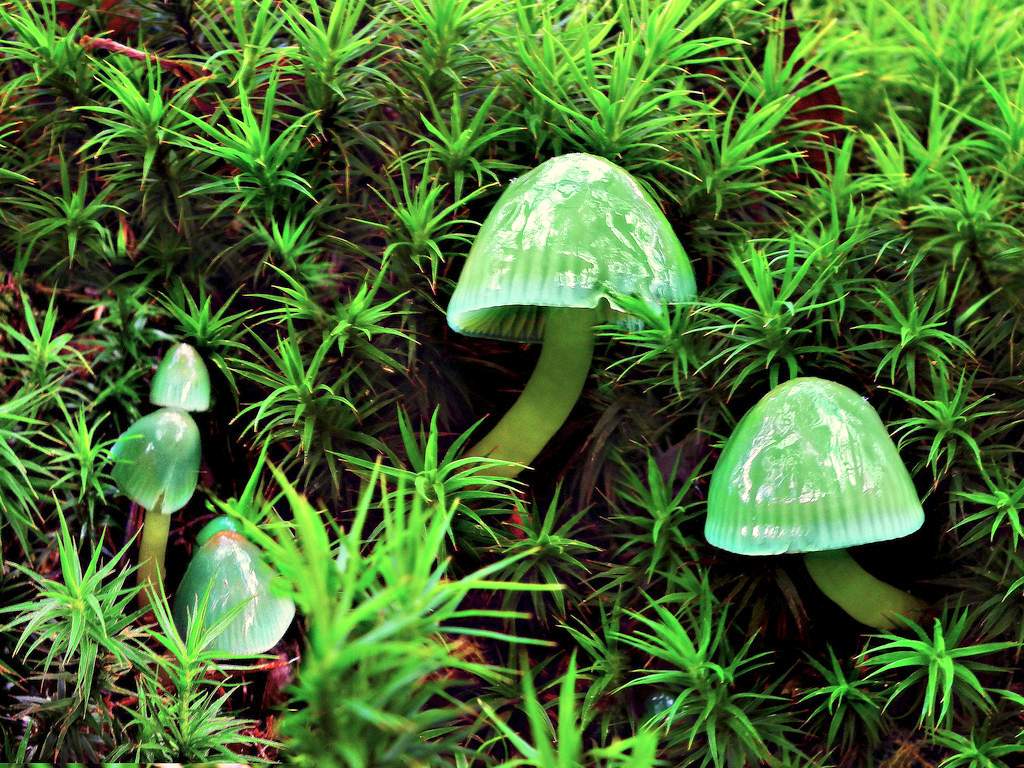 Hygrocybe psittacina