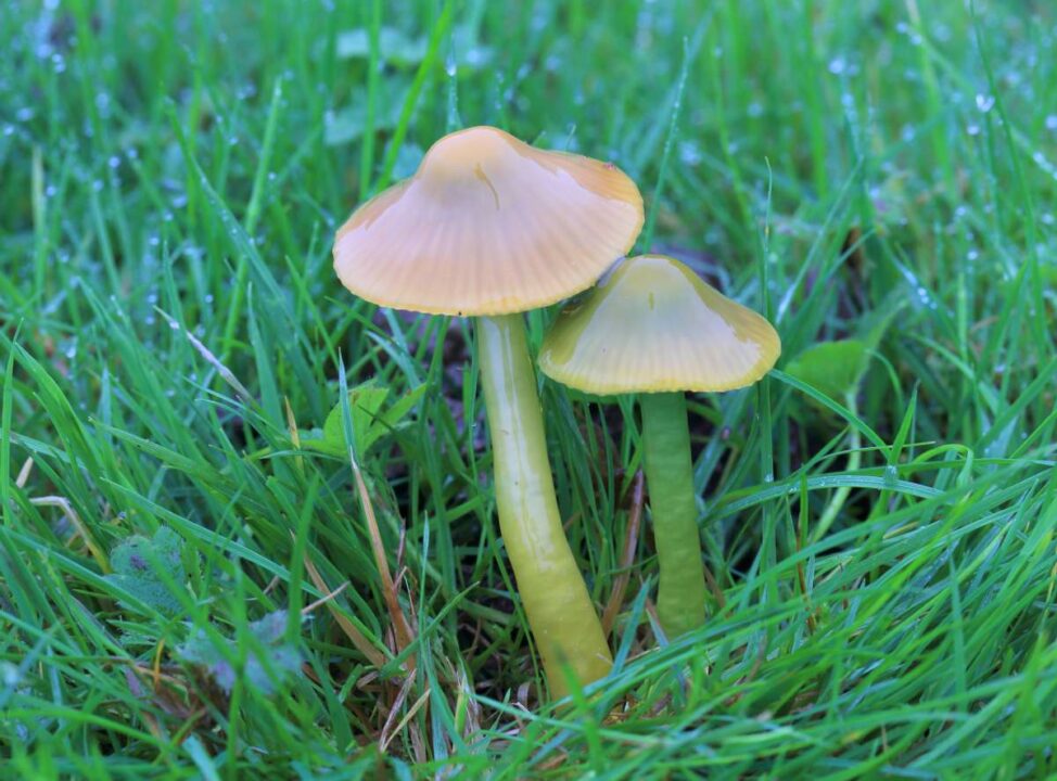 Hygrocybe psittacina