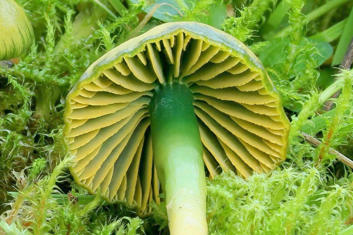 Hygrocybe psittacina