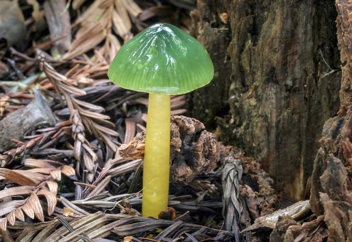 Hygrocybe psittacina