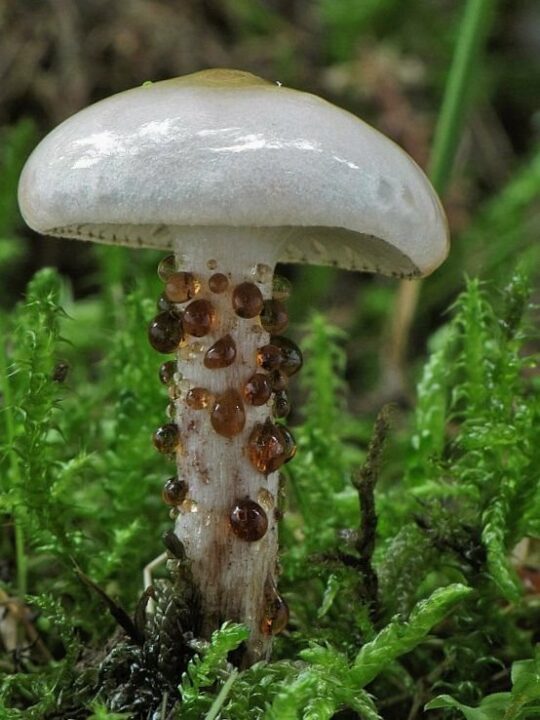 Пятнистая молочница (Gomphidius maculatus)