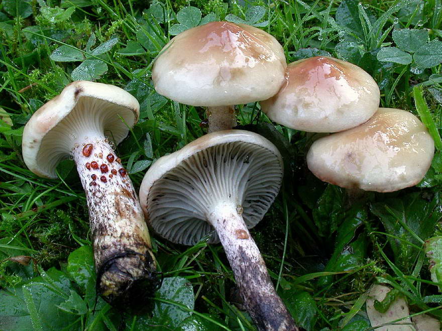 Пятнистый гриб (Gomphidius maculatus) Фотографії та опис