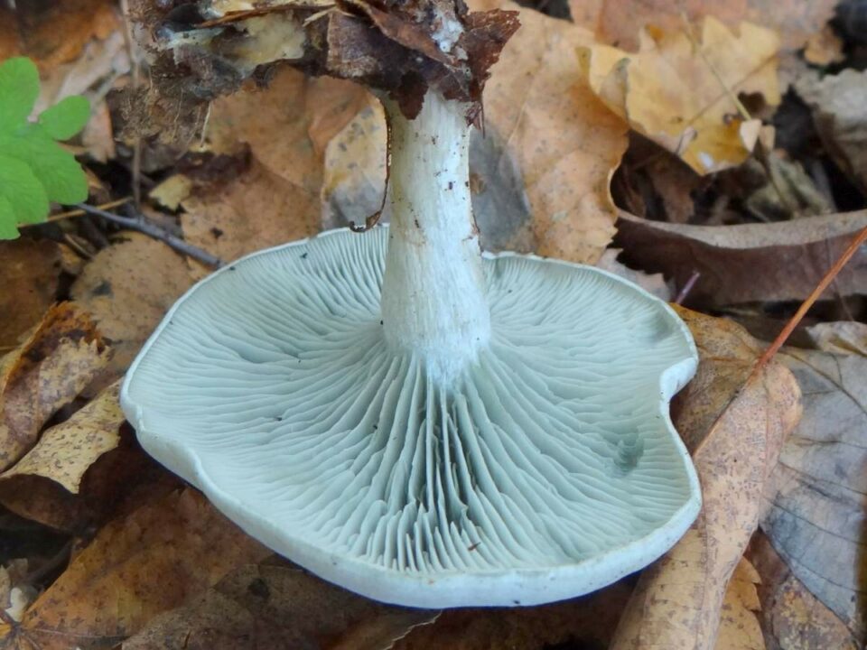 Clitocybe odora