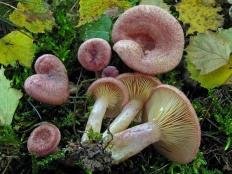 Lactarius spinosulus