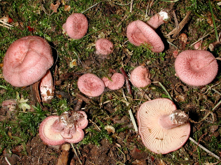 Lactarius spinosulus: фото и описание