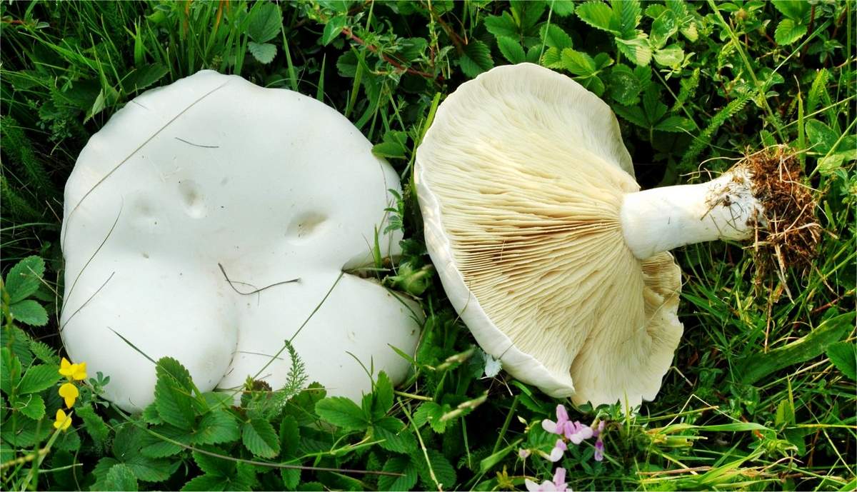 Leucopaxillus lepistoides
