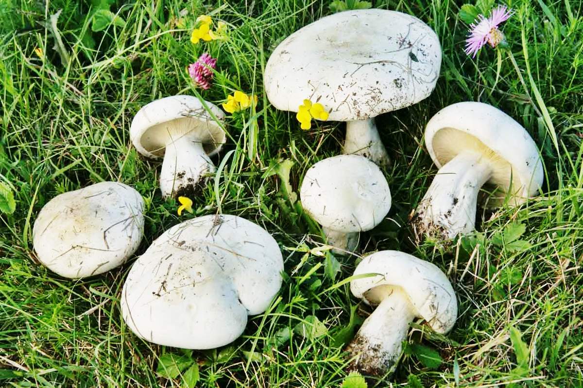 Leucopaxillus lepistoides