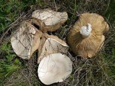 Leucopaxillus lepistoides