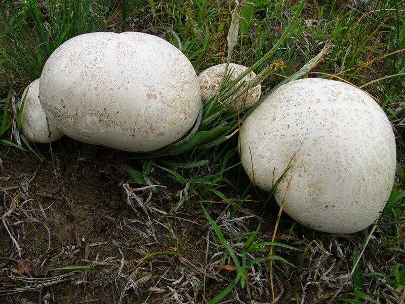 Leucopaxillus lepistoides
