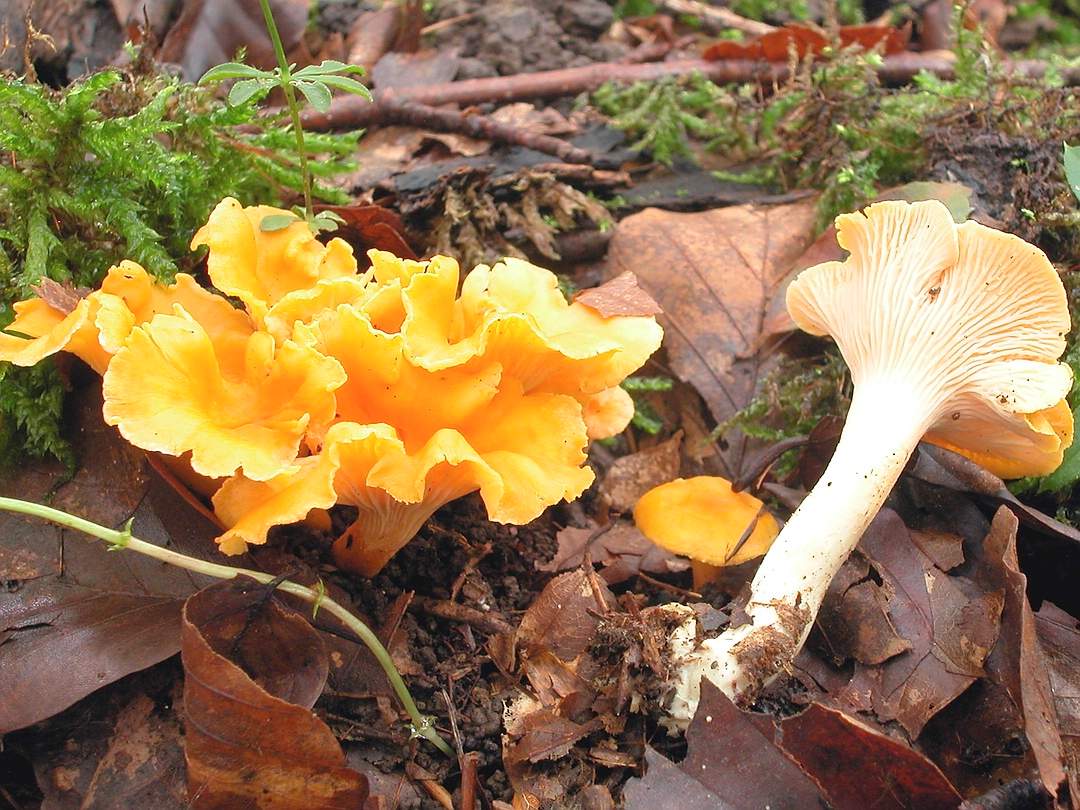 Лисичка велютипс Cantharellus friesii