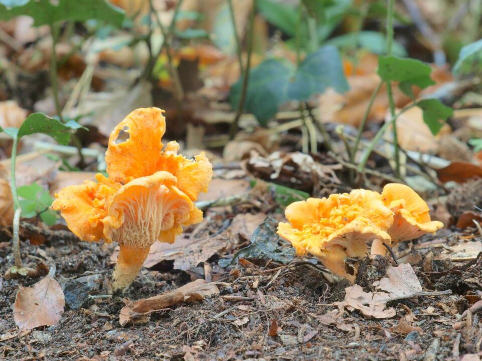 Чиквея Cantharellus friesii