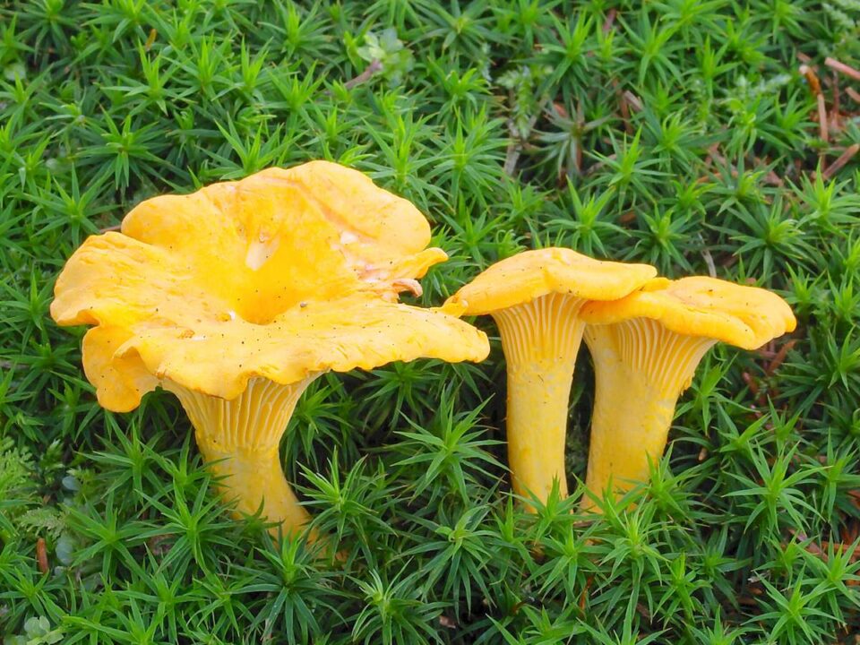 Cantharellus friesii