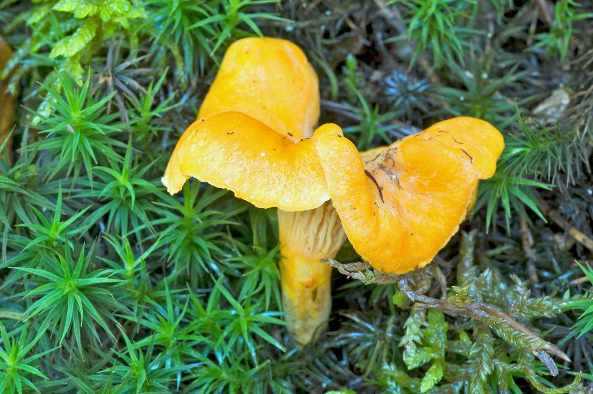 Лисичка помпезная Cantharellus friesii