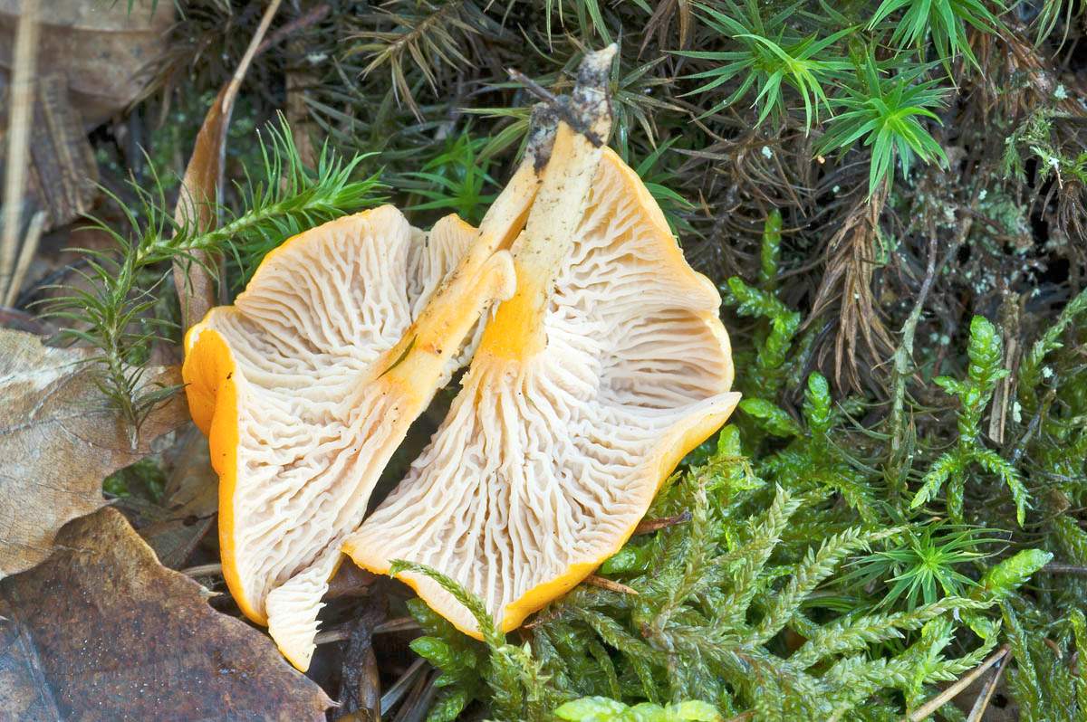 Чиквея Cantharellus friesii