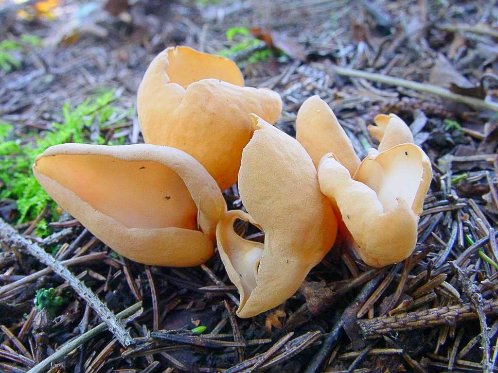 Гриб и заячье ухо (Otidea leporina)
