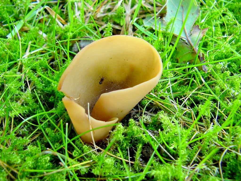 Белый гриб (Otidea leporina)