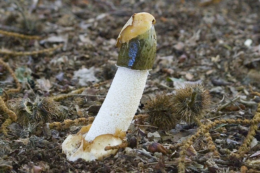 Phallus hadriani