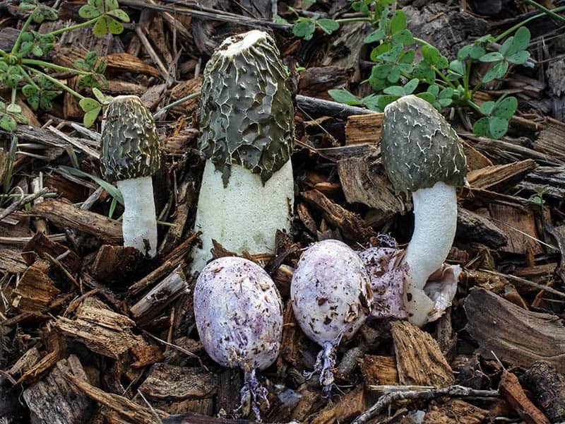 Phallus Hadriani (Фаллос Адриани), Гриб Адриана
