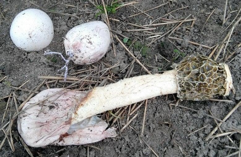 Phallus Hadriani, Адриана брусничная
