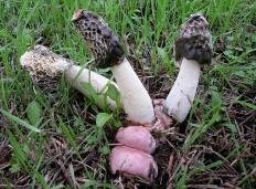 Phallus hadriani