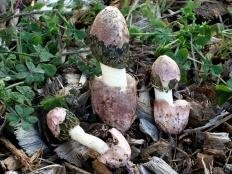 Phallus hadriani